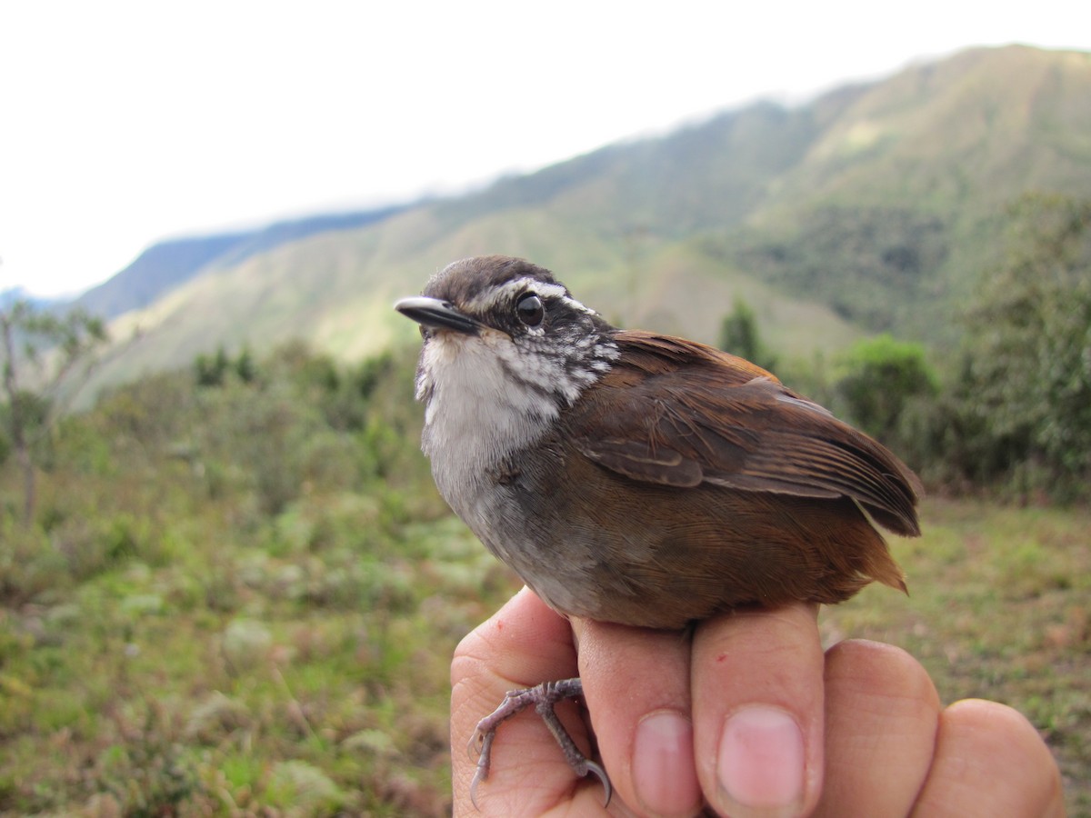 Gray-breasted Wood-Wren - ML107104701