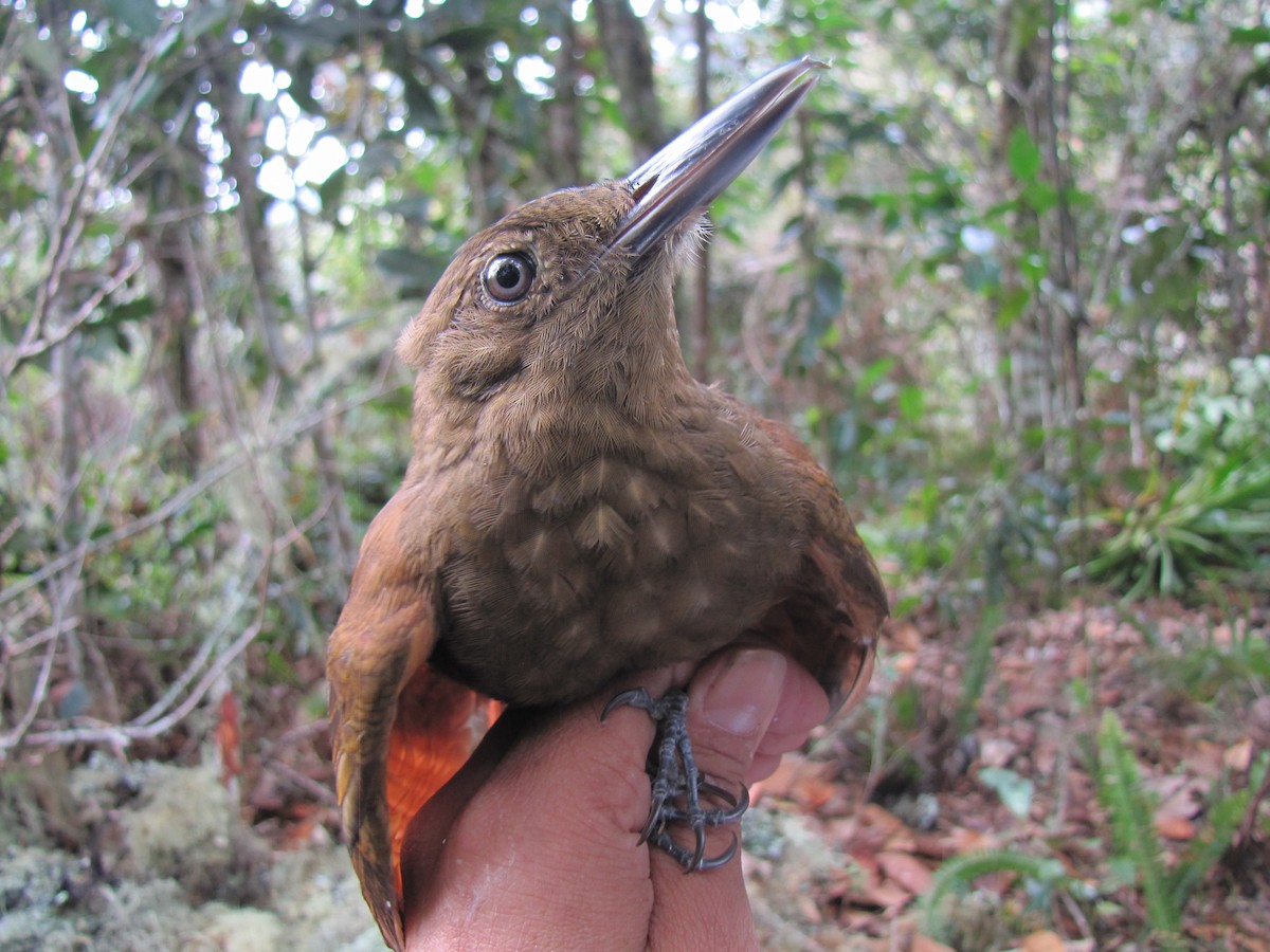 Tyrannine Woodcreeper - ML107105271