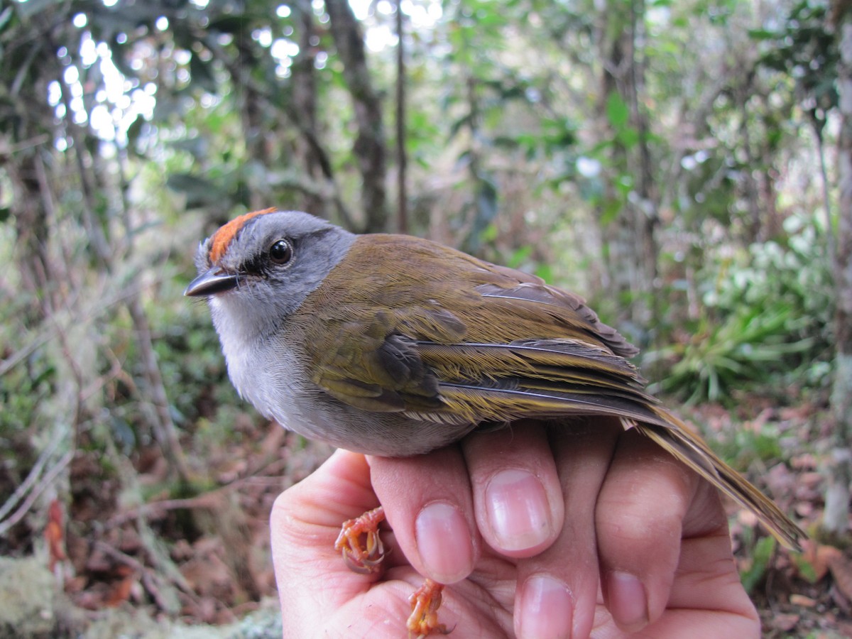 Russet-crowned Warbler - ML107105431