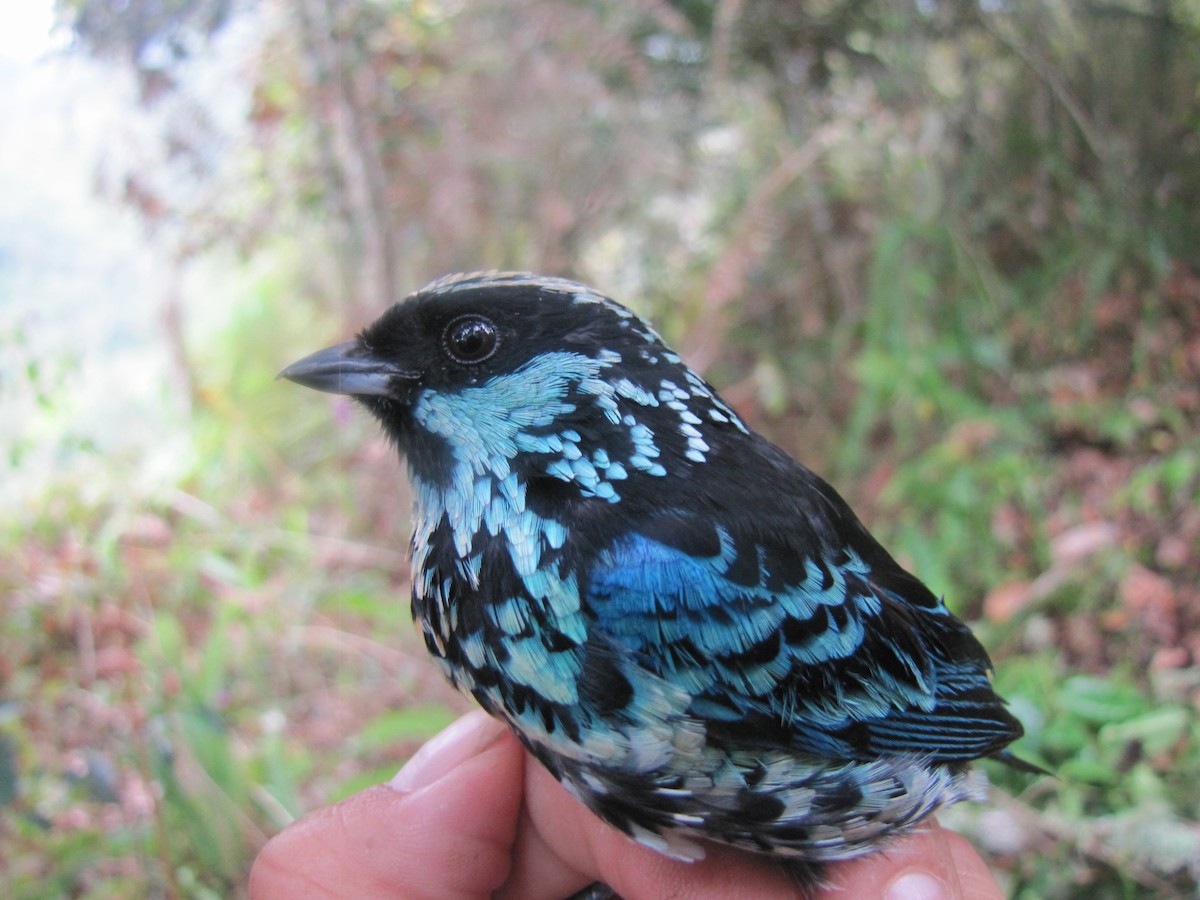 Beryl-spangled Tanager - ML107105621