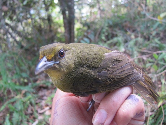 チャイロモリフウキンチョウ - ML107105861