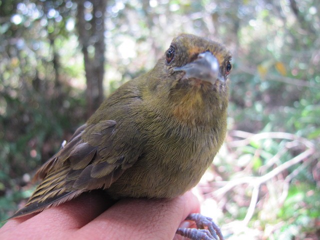 チャイロモリフウキンチョウ - ML107105871