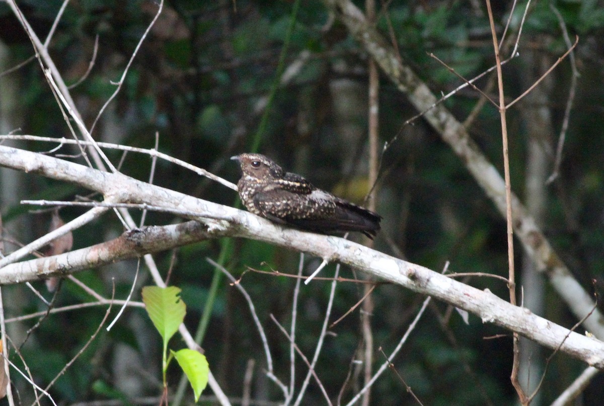 Blackish Nightjar - ML107106581