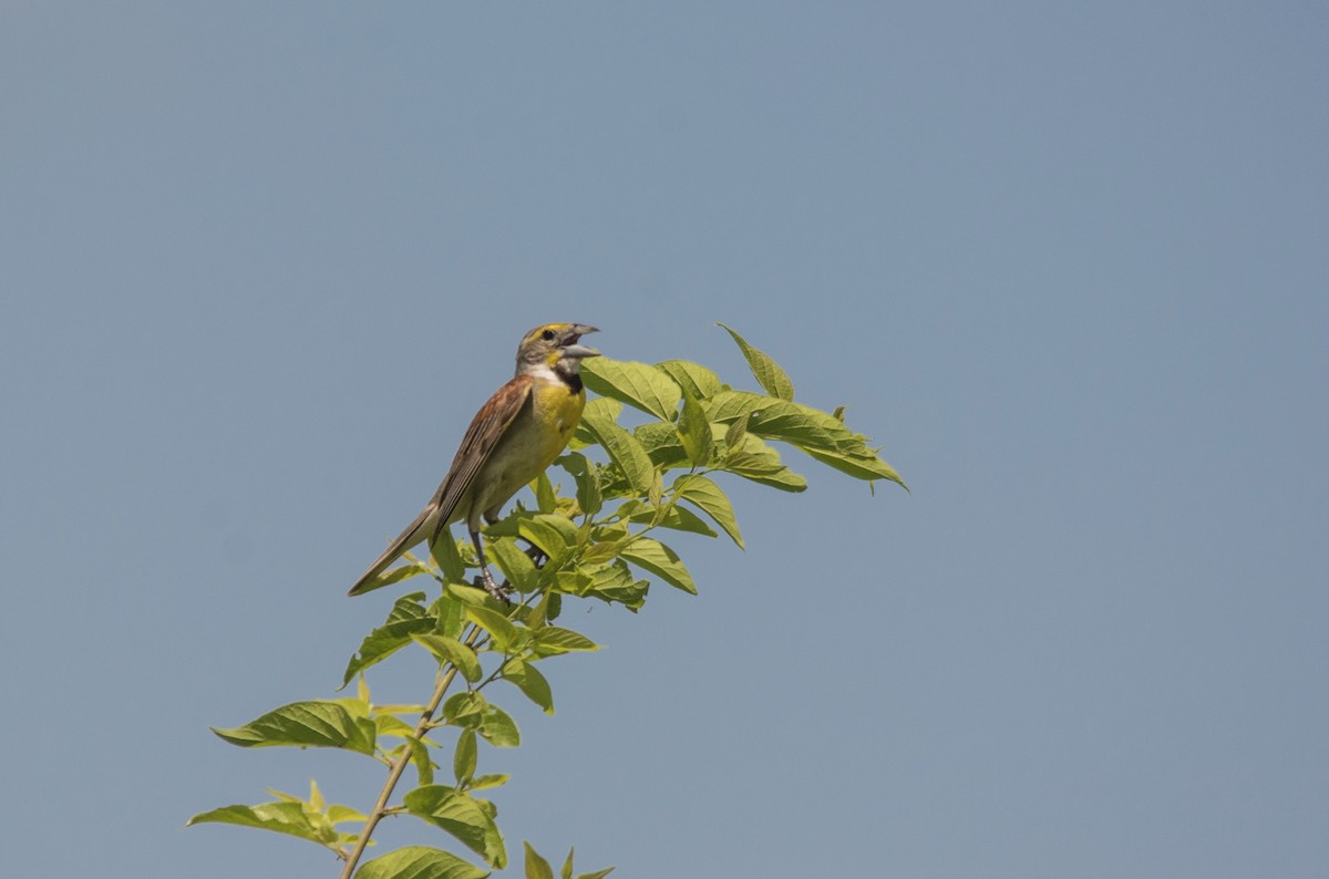 papežík americký - ML107107771