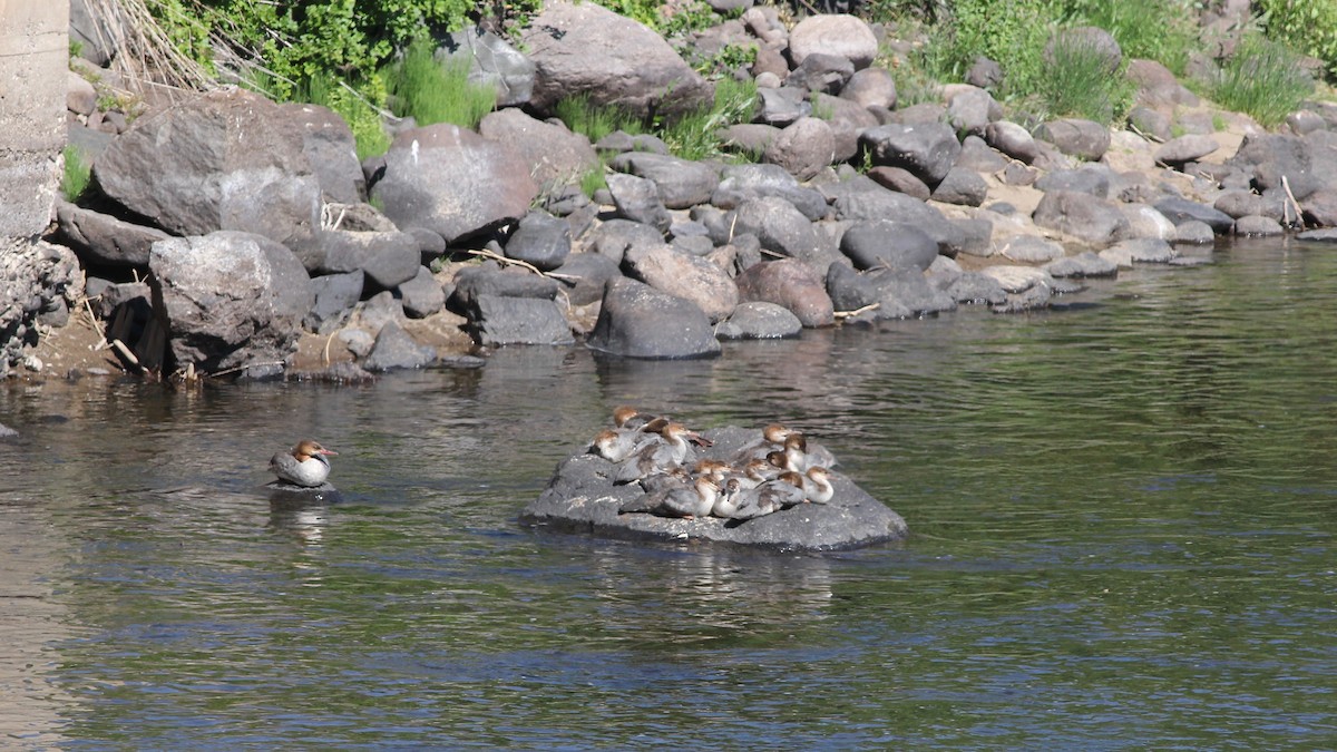 Common Merganser - ML107109851