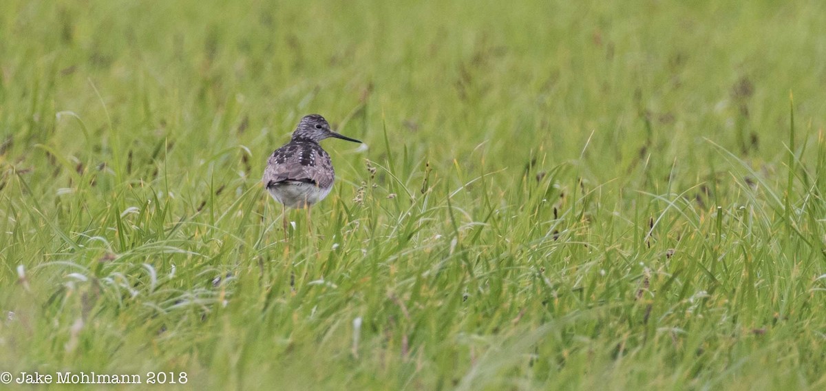 Lesser Yellowlegs - ML107109861