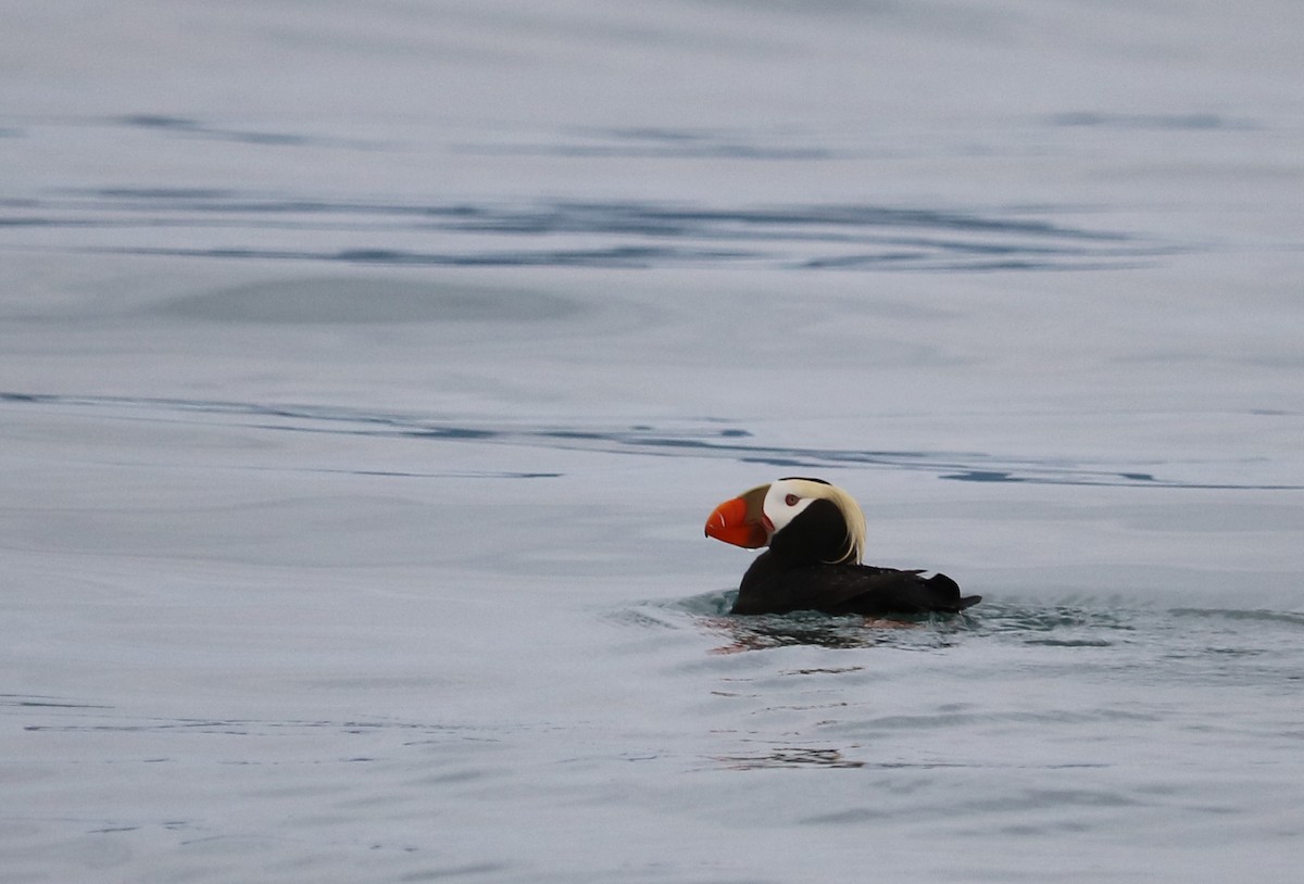 Tufted Puffin - ML107111931
