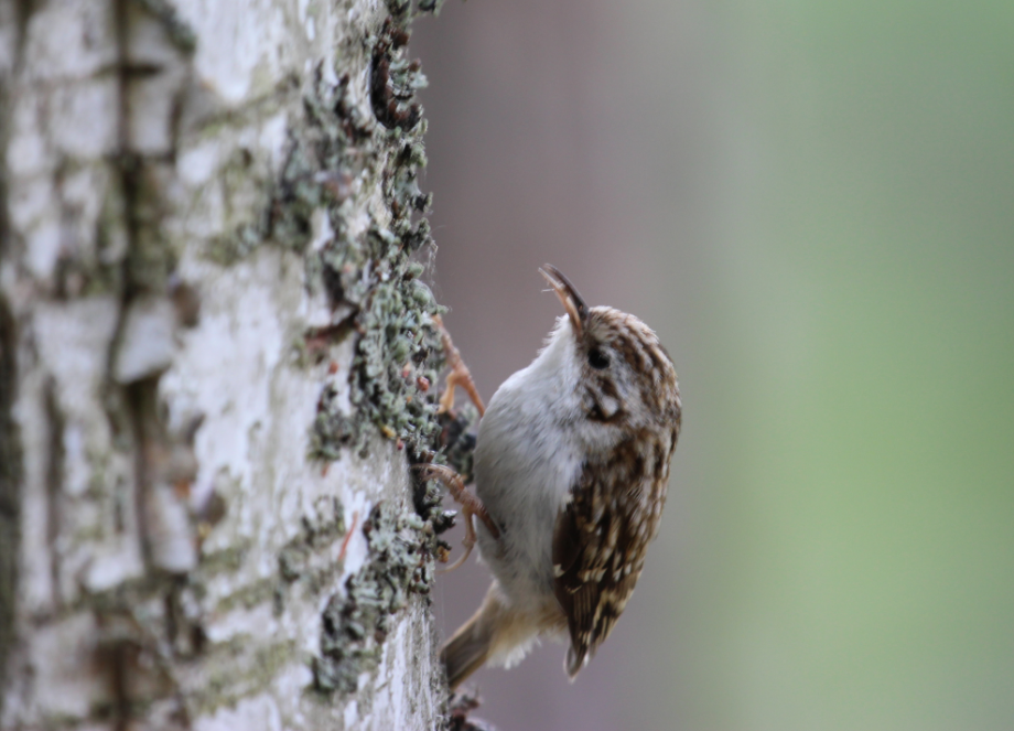 Eurasian Treecreeper - ML107112281