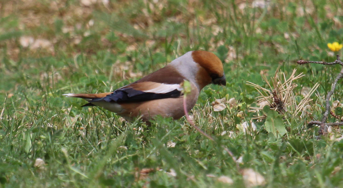 Hawfinch - ML107112331