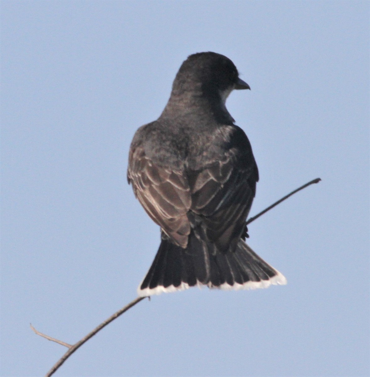 Eastern Kingbird - Becky Lutz