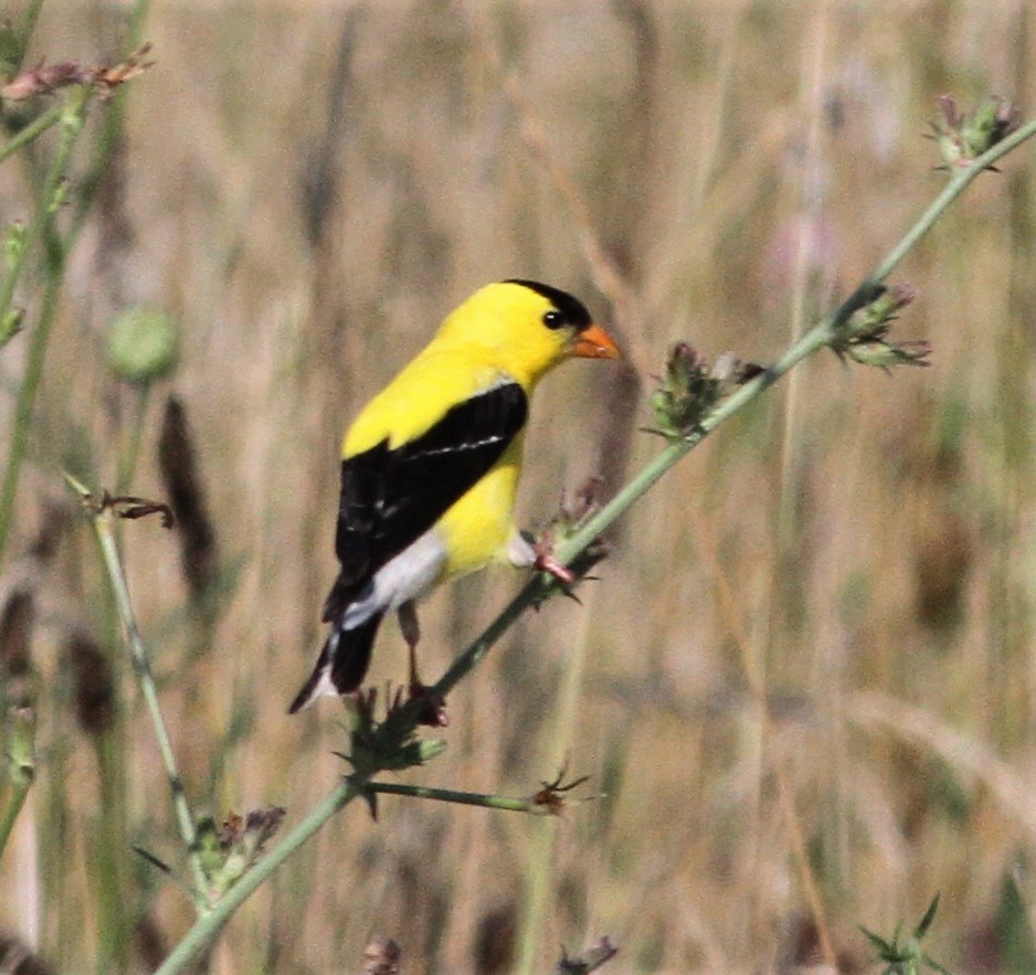 American Goldfinch - ML107113011
