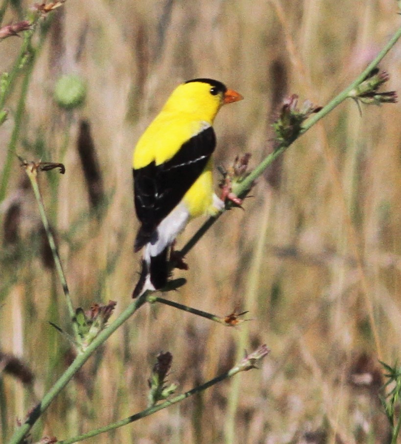American Goldfinch - ML107113021