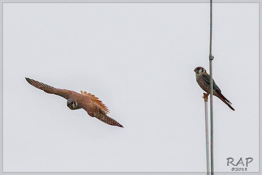 American Kestrel - ML107114251