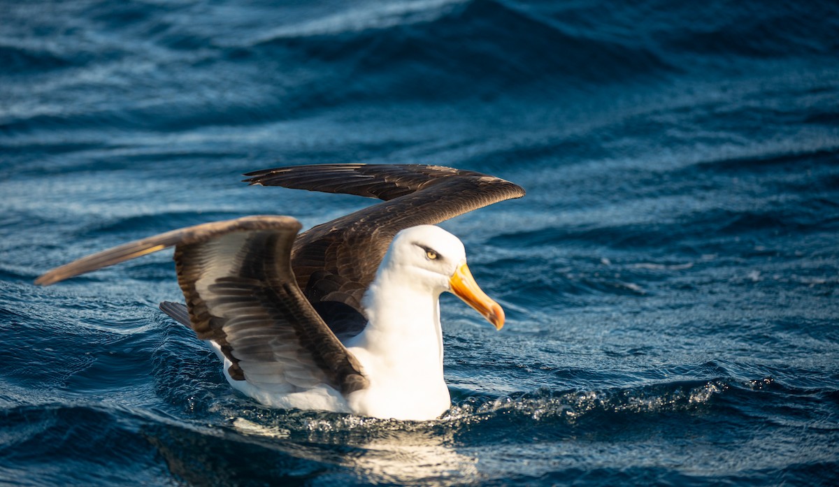 Чернобровый альбатрос (impavida) - ML107115061