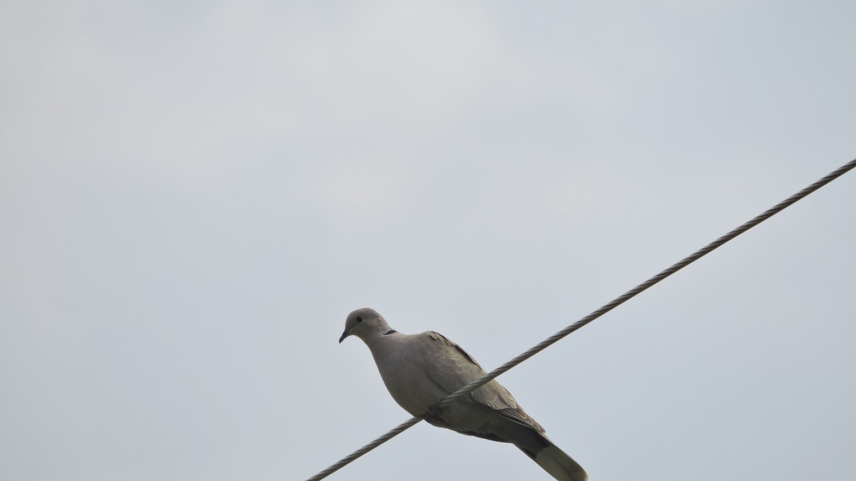 Eurasian Collared-Dove - ML107115701