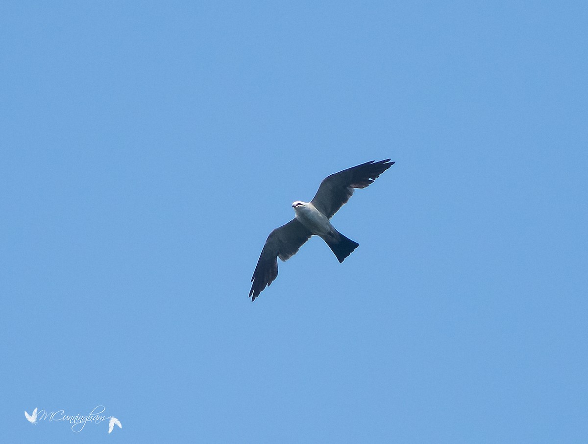 Mississippi Kite - ML107116031