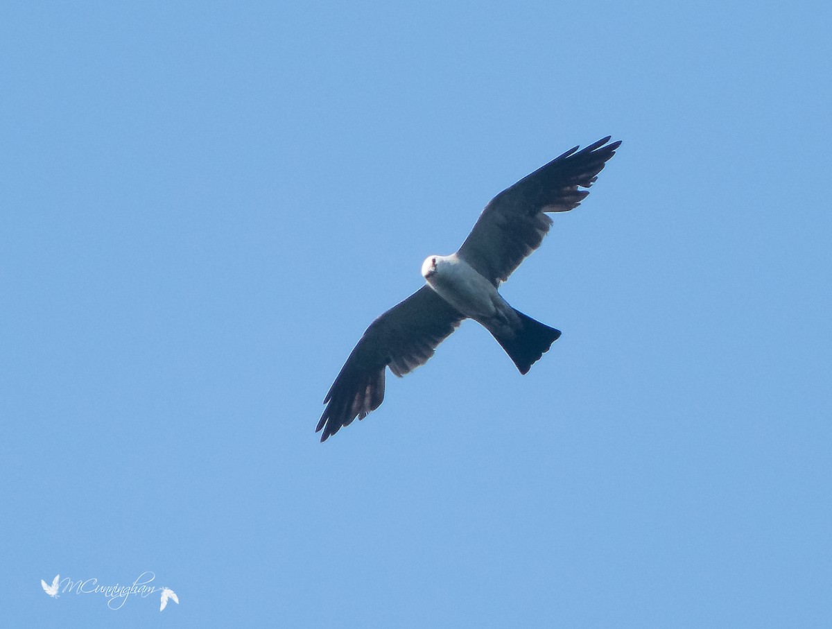 Mississippi Kite - ML107116041
