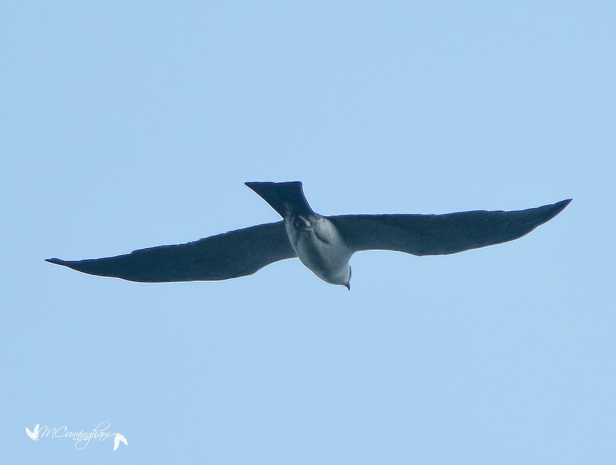 Mississippi Kite - ML107116061