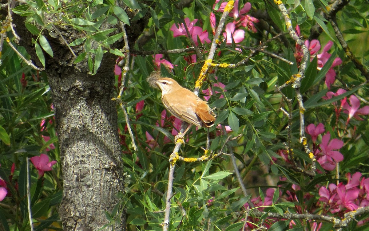 Rufous-tailed Scrub-Robin (Rufous-tailed) - ML107116491