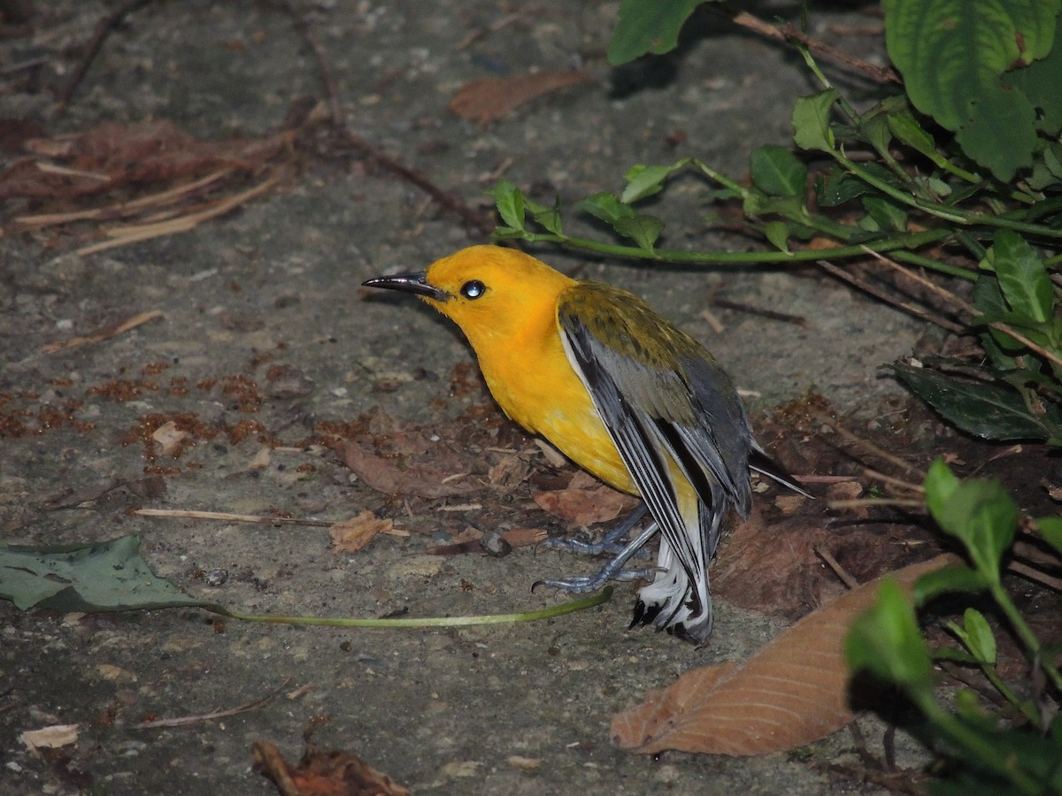 Prothonotary Warbler - ML107116871