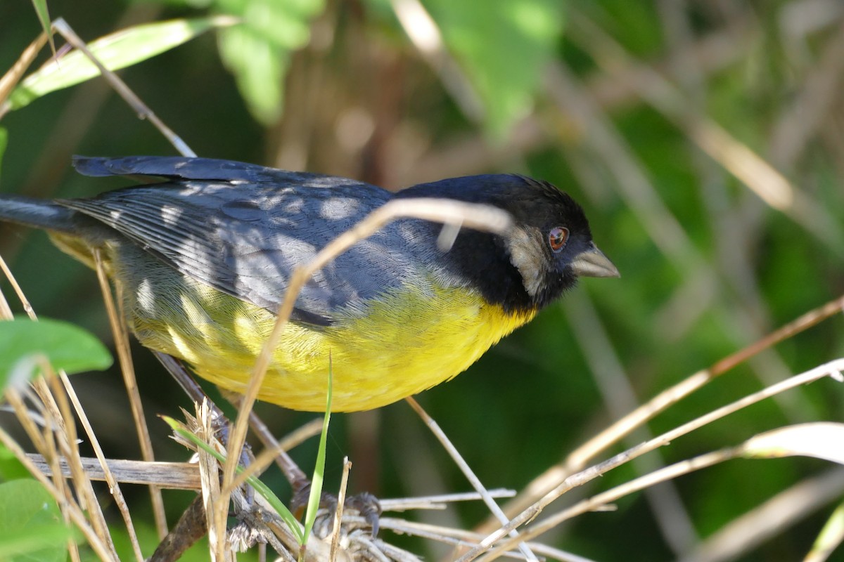 Santa Marta Brushfinch - Mark Robbins