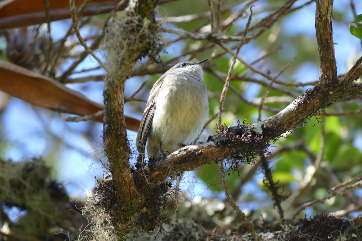 White-throated Tyrannulet - ML107117101