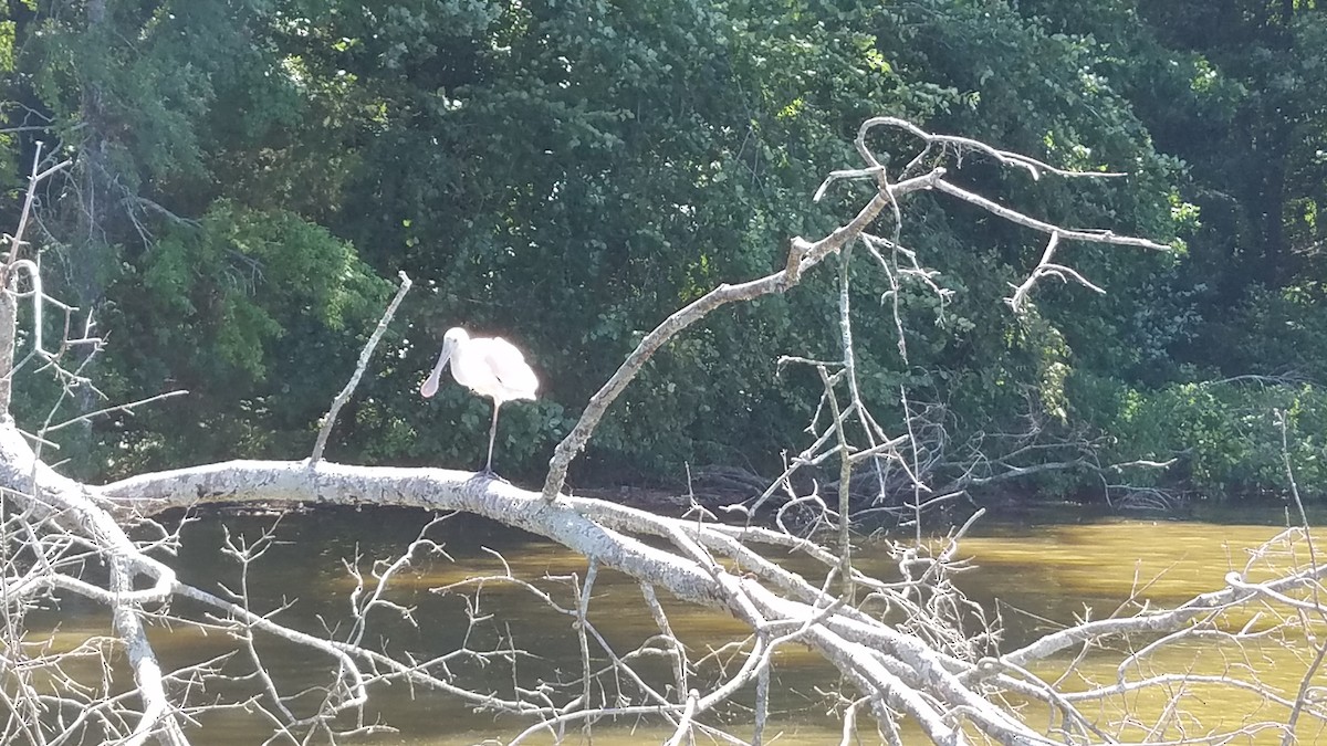 Roseate Spoonbill - ML107117311