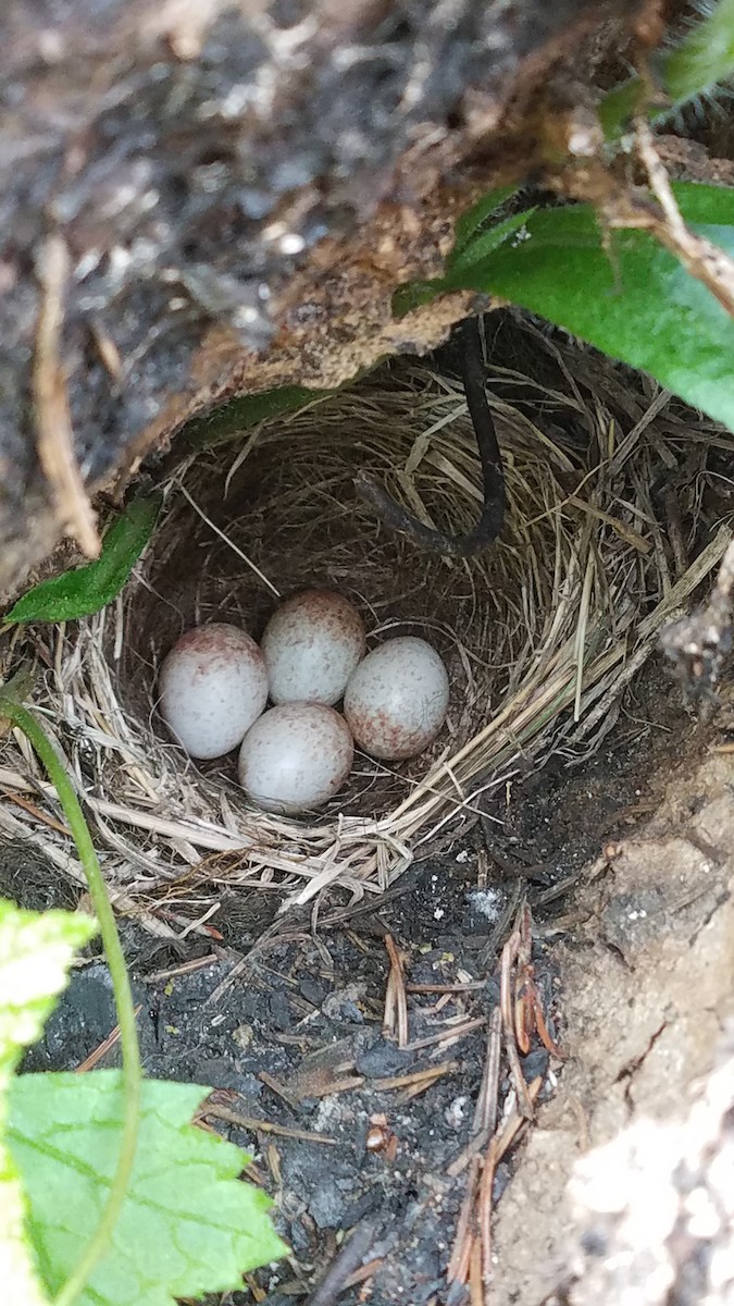 Dark-eyed Junco - Bob Martinka