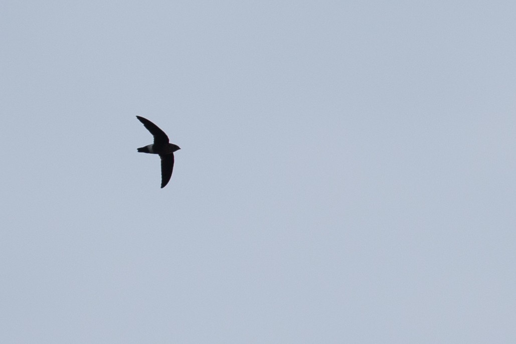 Mottled Spinetail - ML107118791