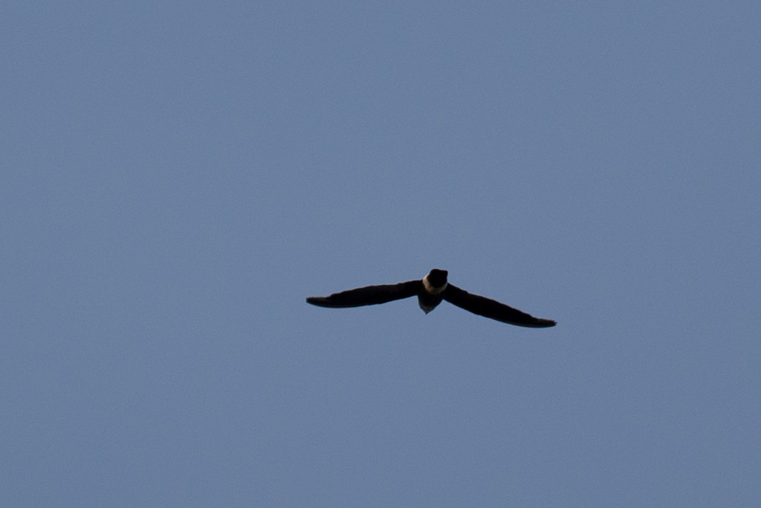 Mottled Spinetail - ML107118801