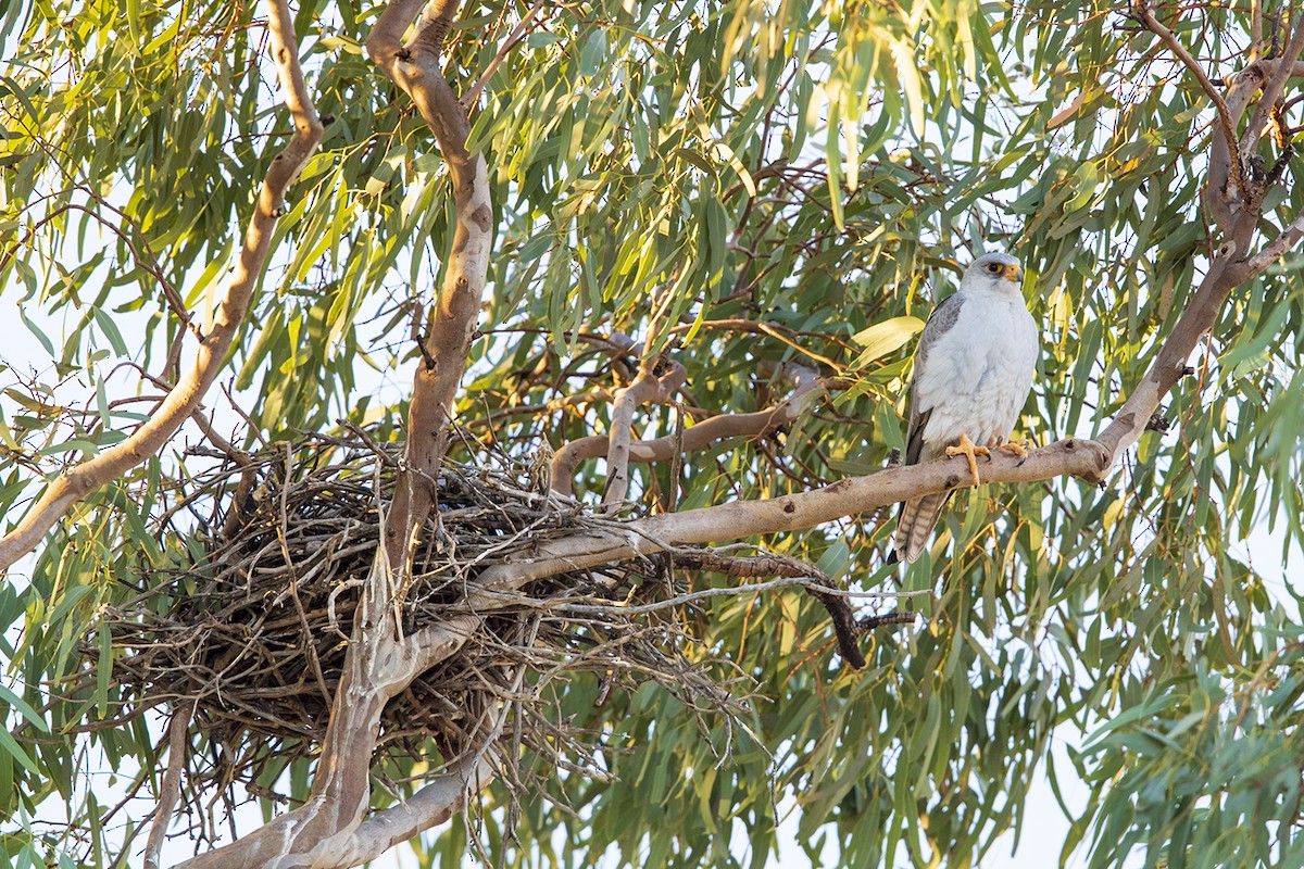 Gray Falcon - Laurie Ross | Tracks Birding & Photography Tours