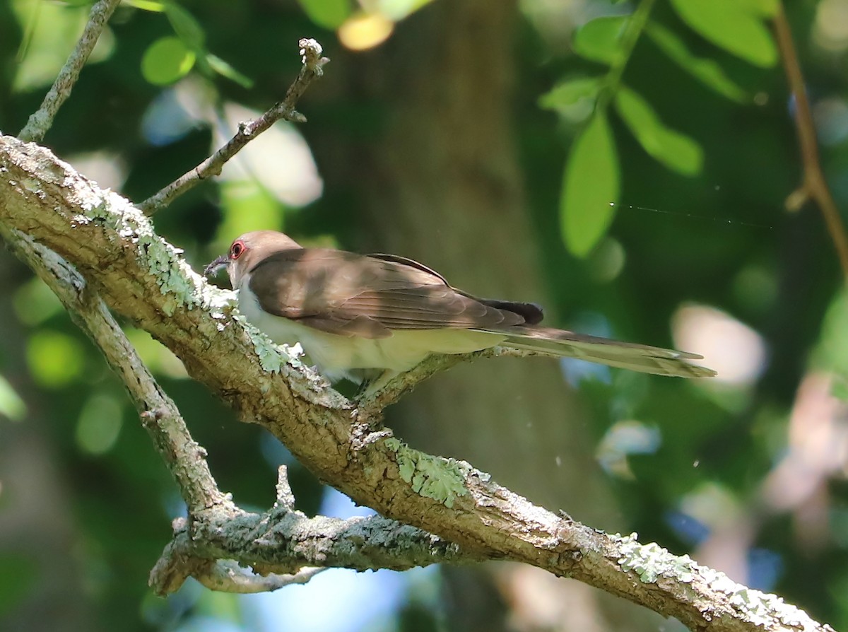 Black-billed Cuckoo - Brenda Bull