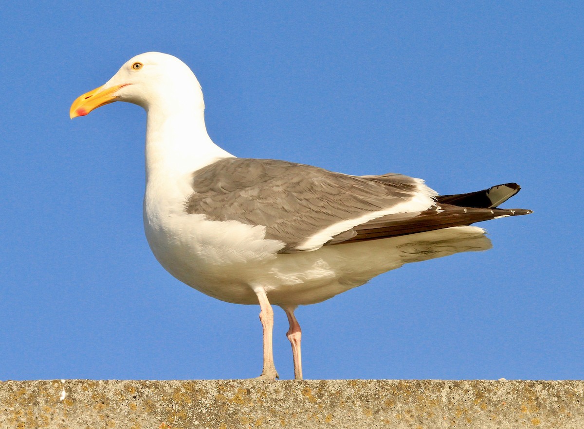 Western Gull - Adam Dudley