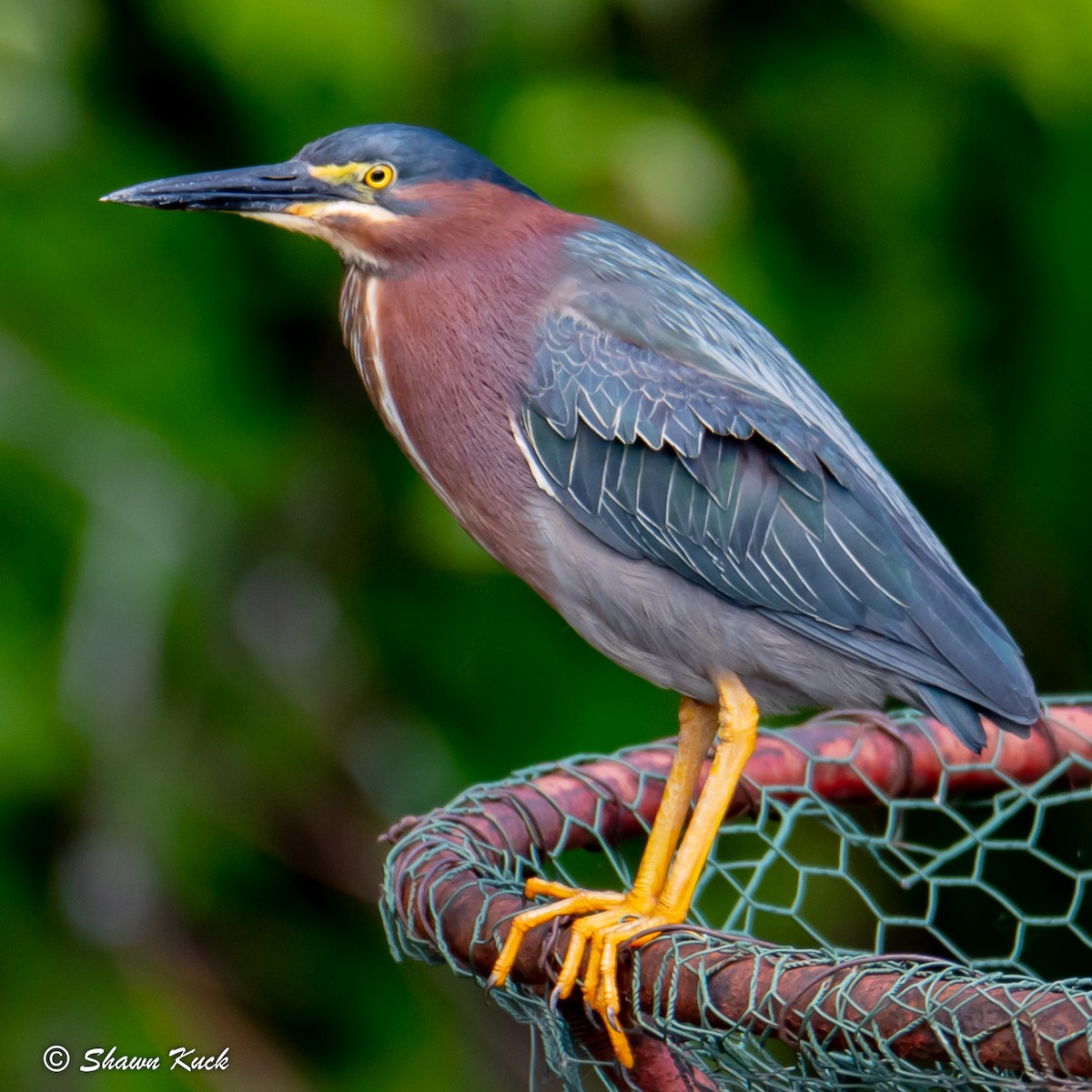 Green Heron - ML107122561