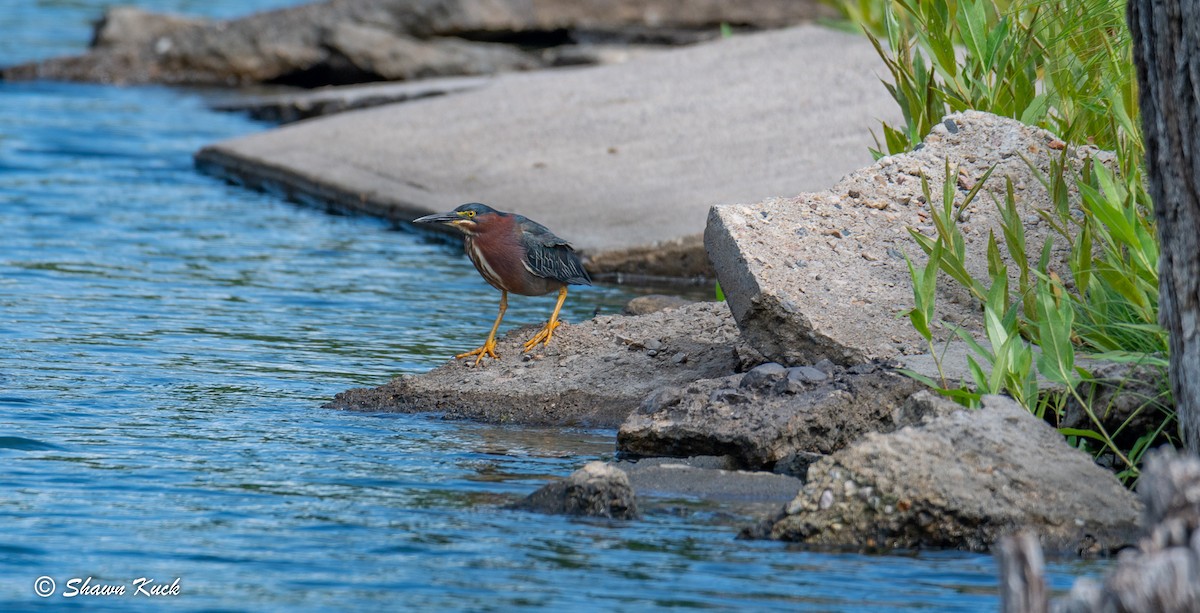 Green Heron - Shawn Kuck