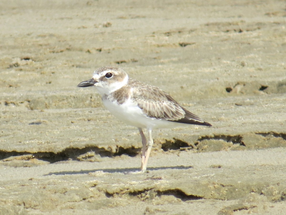 Wilson's Plover - ML107123401