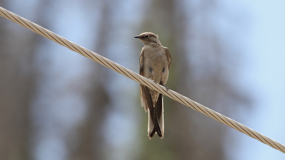 Townsend's Solitaire - ML107123641