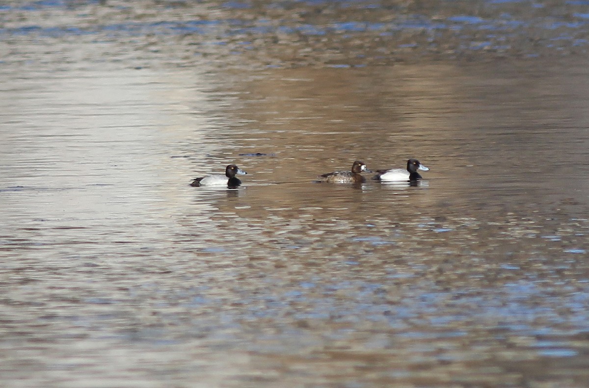 Greater Scaup - ML107124431