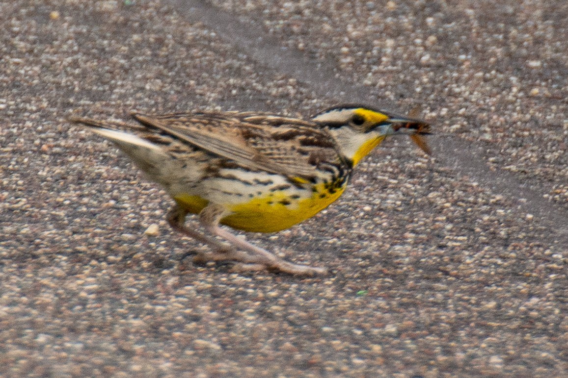 Eastern Meadowlark - ML107124441