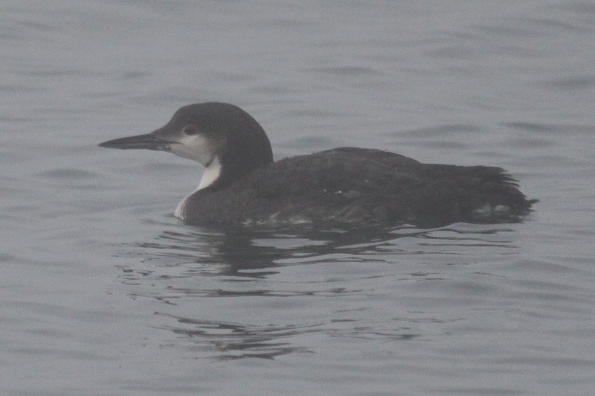 Pacific Loon - ML107125271