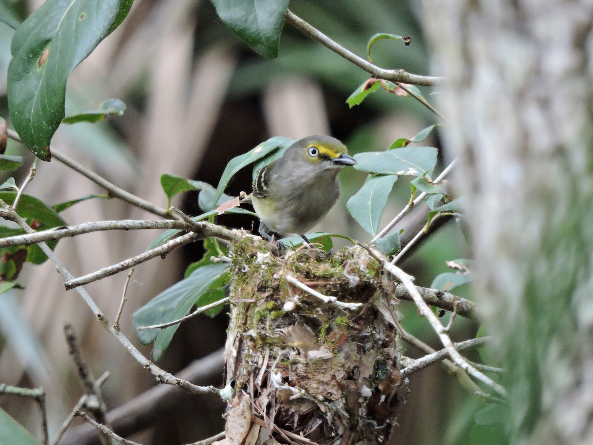 White-eyed Vireo - S. K.  Jones