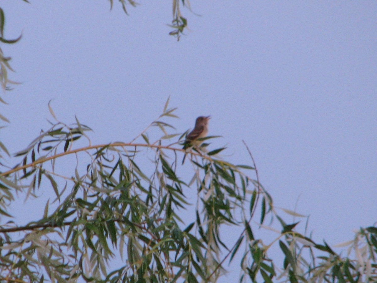 Willow Flycatcher - ML107130431