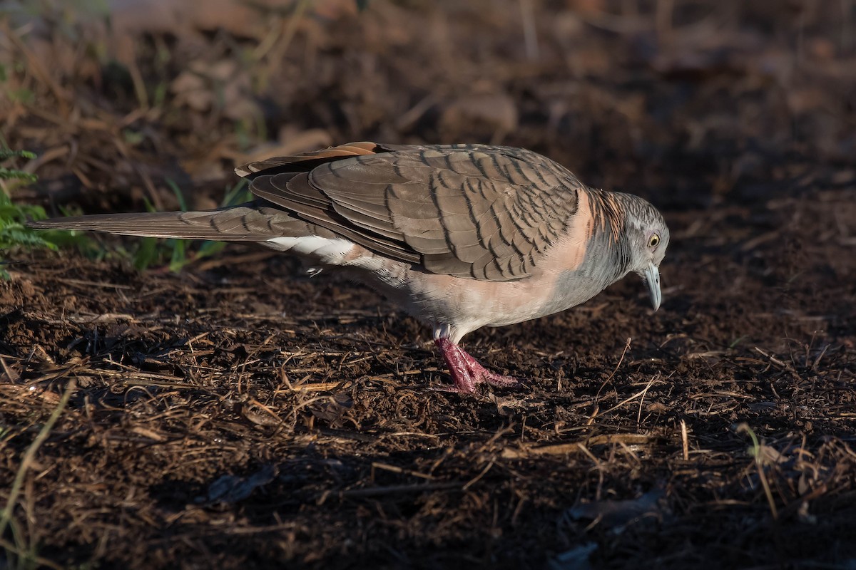 Bar-shouldered Dove - Terence Alexander