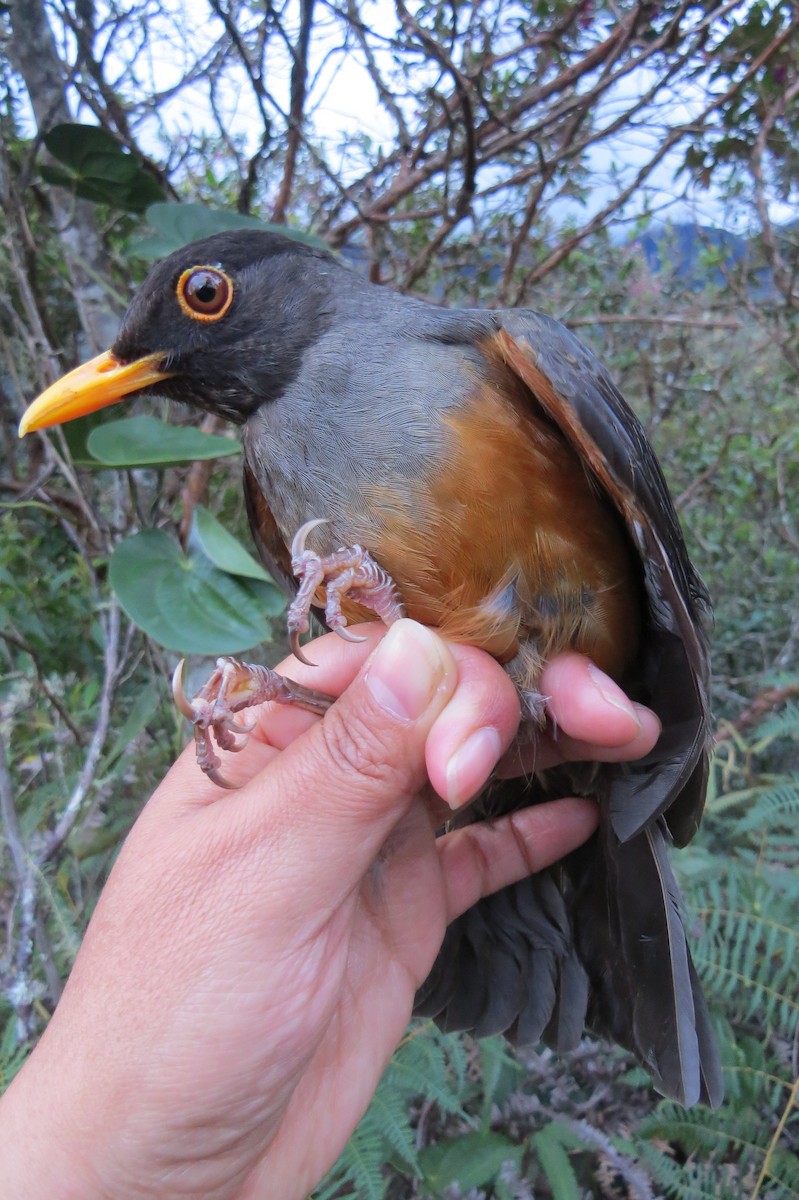 Chestnut-bellied Thrush - ML107130831