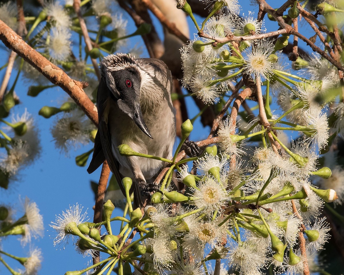 Silver-crowned Friarbird - Terence Alexander