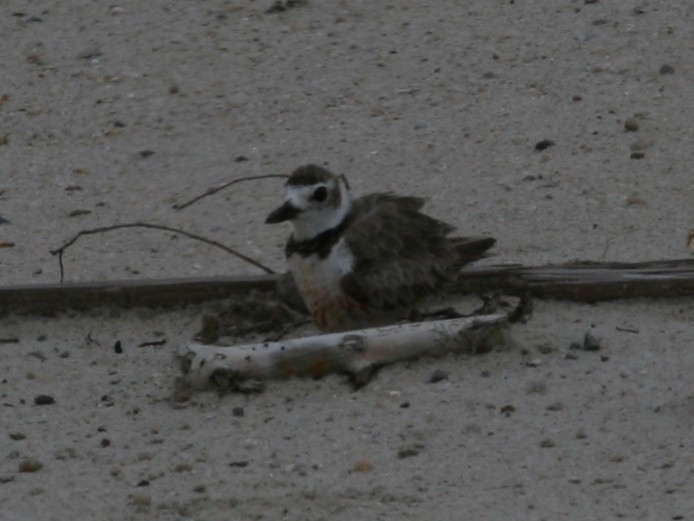 Wilson's Plover - ML107131081