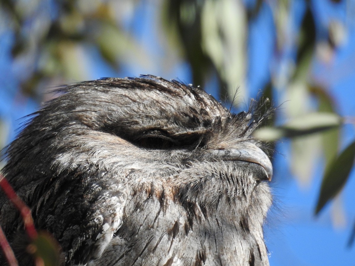 lelkoun soví - ML107131131