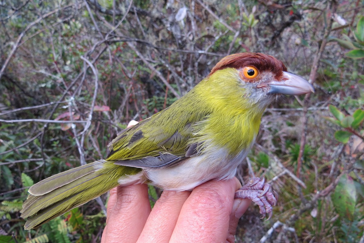 Rufous-browed Peppershrike - ML107131351