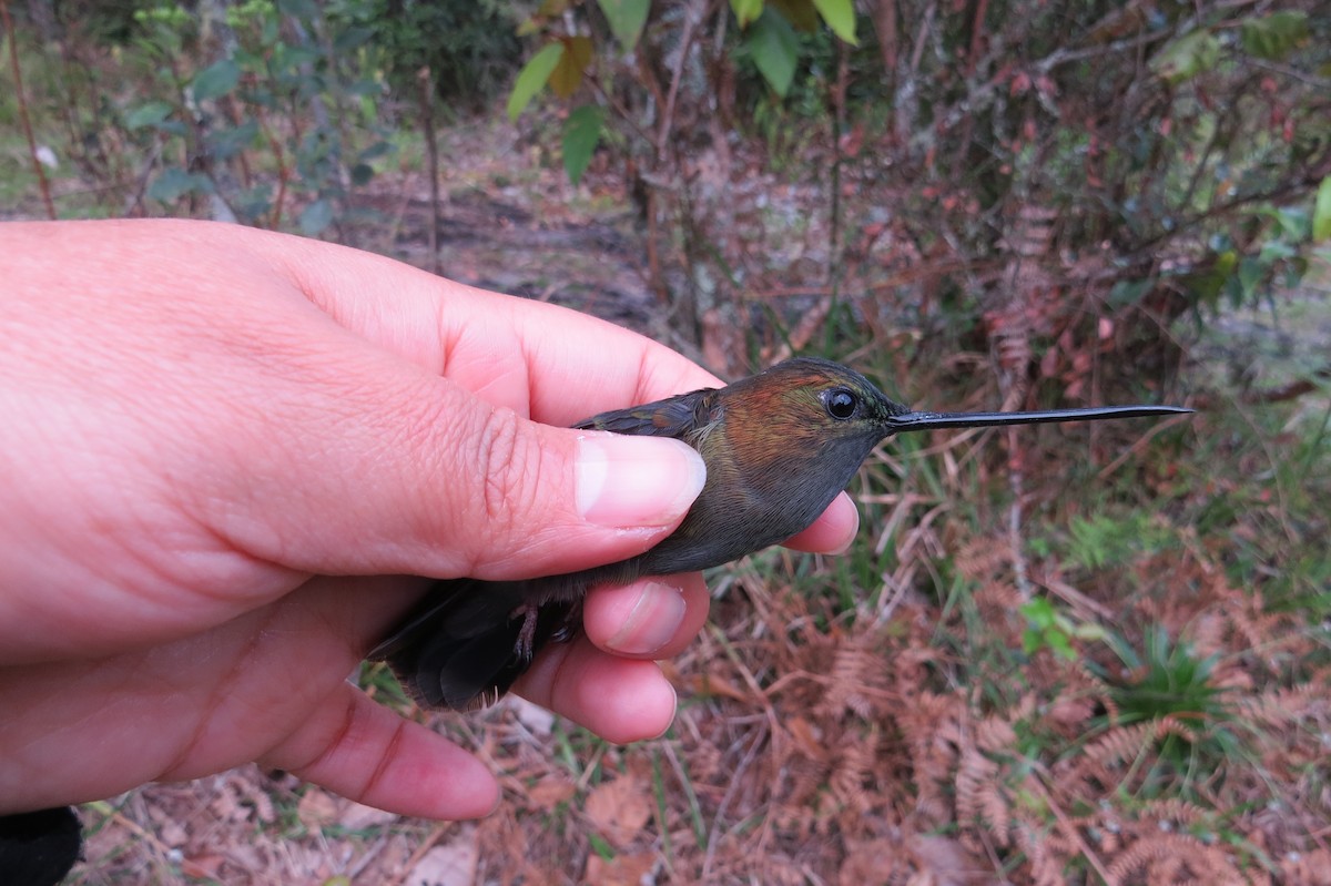 Green-fronted Lancebill - ML107131491