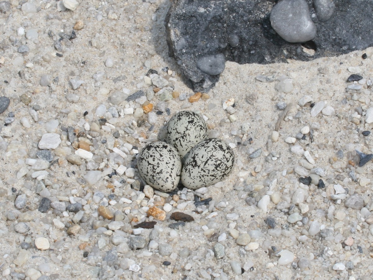 Wilson's Plover - ML107131631